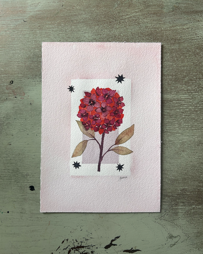 Hortensia rose 